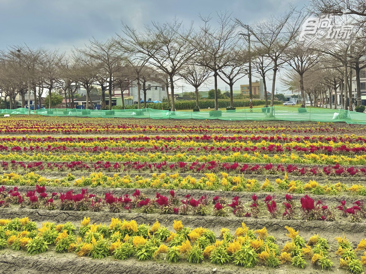 美拍２公尺高「蜀葵花迷宮」！台南學甲花海節登場，鼠尾草、向日葵花田盛開