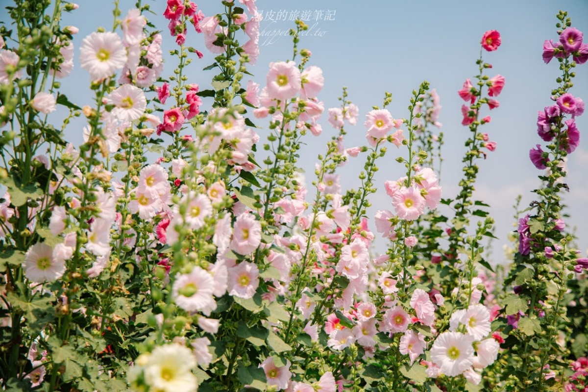 美拍２公尺高「蜀葵花迷宮」！台南學甲花海節登場，鼠尾草、向日葵花田盛開