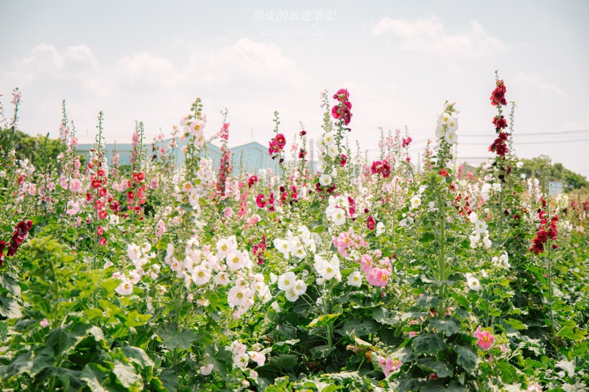 美拍２公尺高「蜀葵花迷宮」！台南學甲花海節登場，鼠尾草、向日葵花田盛開