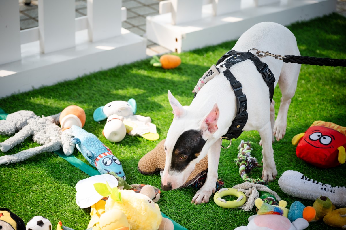 高雄「毛孩市集」週末免費逛!人氣餐車美食、寵物用品集合,體驗活動一次看 高雄「毛孩市集」週末免費逛!人氣餐車美食、寵物用品集合,體驗活動一次看