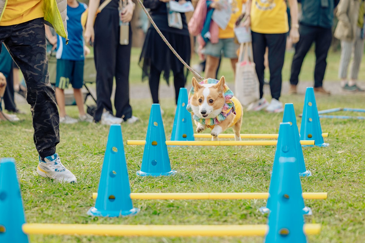 高雄「毛孩市集」週末免費逛!人氣餐車美食、寵物用品集合,體驗活動一次看 高雄「毛孩市集」週末免費逛!人氣餐車美食、寵物用品集合,體驗活動一次看