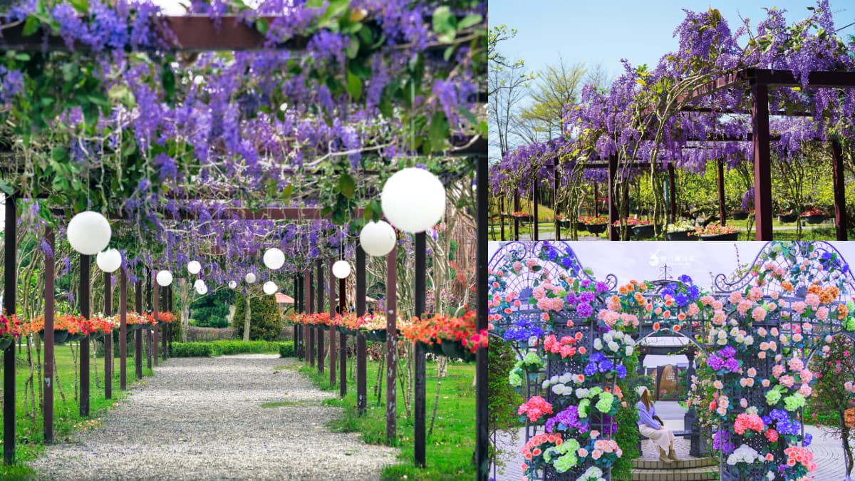 中部最美「許願藤花園」在這！超過百米紫色花廊超夢幻，連假兒童免費入園