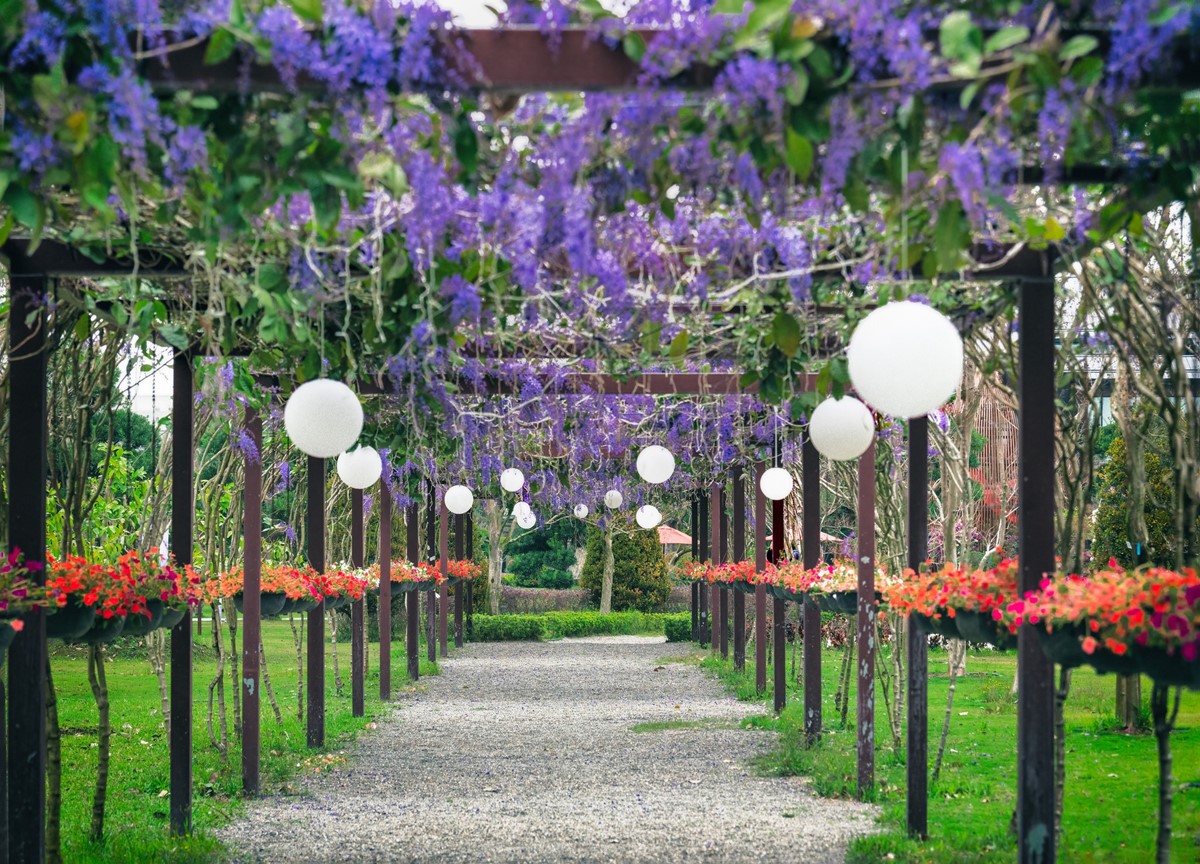 中部最美「許願藤花園」在這!超過百米紫色花廊超夢幻,連假兒童免費入園 中部最美「許願藤花園」在這!超過百米紫色花廊超夢幻,連假兒童免費入園