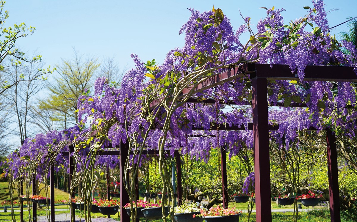 中部最美「許願藤花園」在這!超過百米紫色花廊超夢幻,連假兒童免費入園 中部最美「許願藤花園」在這!超過百米紫色花廊超夢幻,連假兒童免費入園