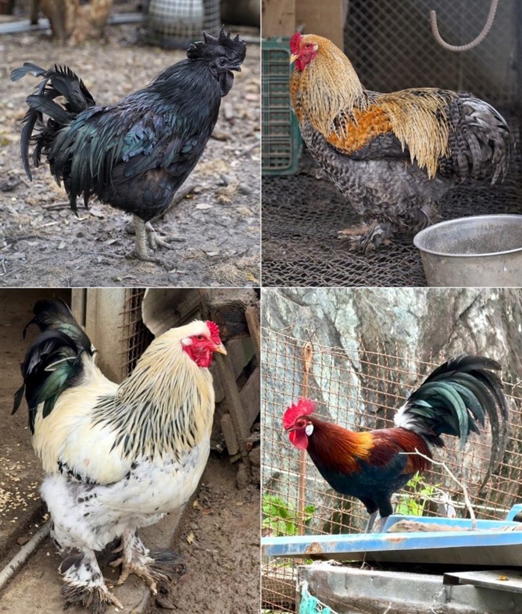 飄香高雄30年！IG爆紅「軌道送餐」土雞城，近30道雞肉料理任選、必點黃金烤雞