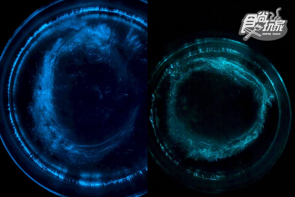 「藍眼淚」季節限定夢幻美景:馬祖藍眼淚秘境TOP10推薦 「藍眼淚」季節限定夢幻美景:馬祖藍眼淚秘境TOP10推薦