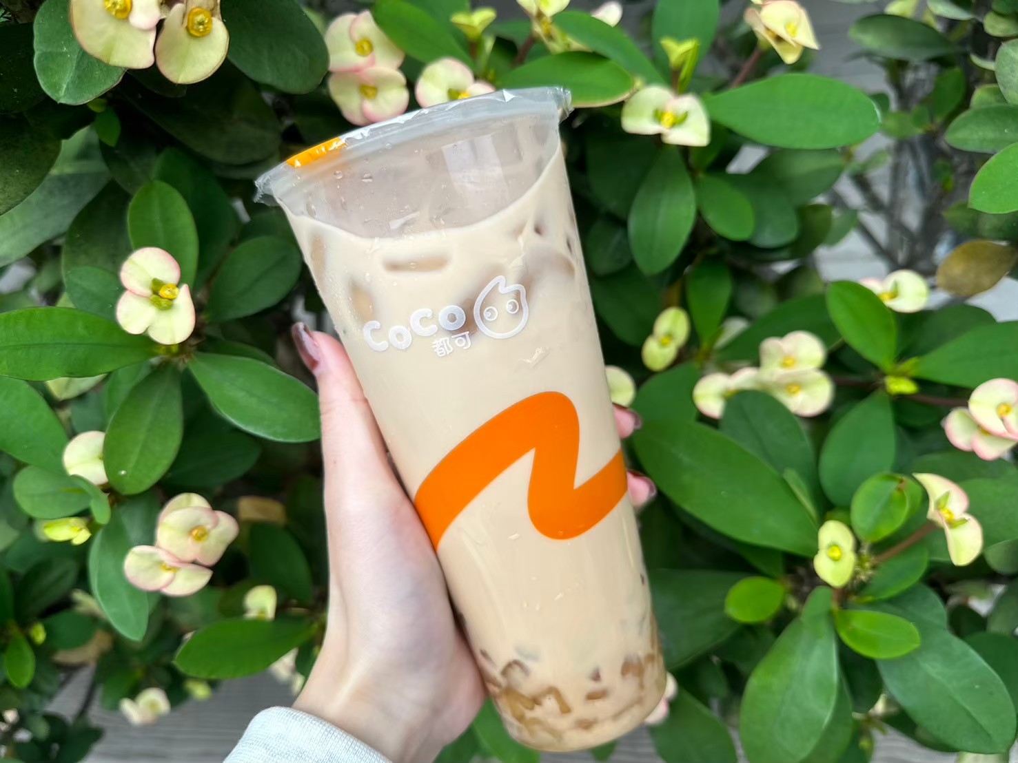 萬波、可不可、大苑子買一送一!5大手搖飲優惠包,CoCo粉角奶茶10元喝 萬波、可不可、大苑子買一送一!5大手搖飲優惠包,CoCo粉角奶茶10元喝