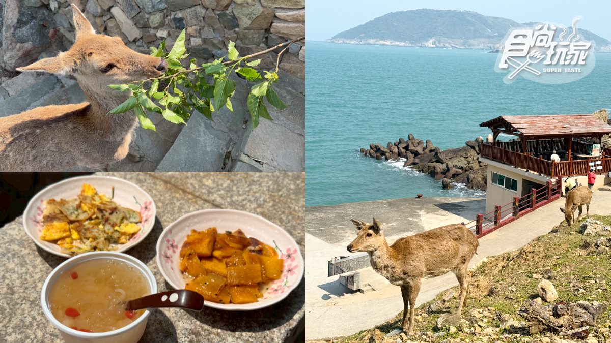 50元零距離餵小鹿！大坵島「台版小奈良」200隻梅花鹿，還能順遊「龍貓隧道」