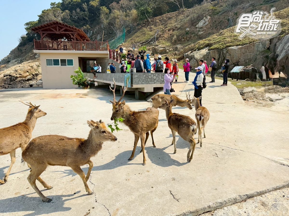 50元零距離餵小鹿!大坵島「台版小奈良」200隻梅花鹿,還能順遊「龍貓隧道」 50元零距離餵小鹿!大坵島「台版小奈良」200隻梅花鹿,還能順遊「龍貓隧道」