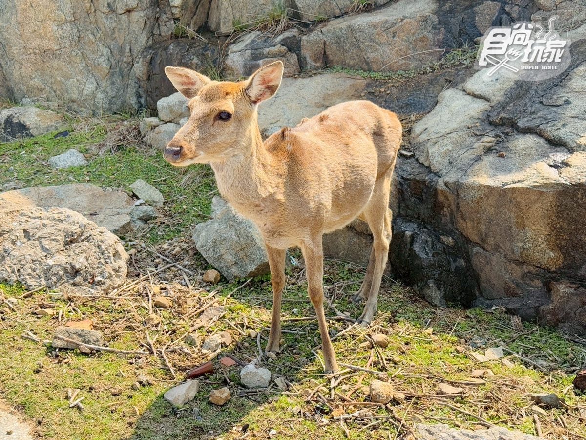 50元零距離餵小鹿!大坵島「台版小奈良」200隻梅花鹿,還能順遊「龍貓隧道」 50元零距離餵小鹿!大坵島「台版小奈良」200隻梅花鹿,還能順遊「龍貓隧道」