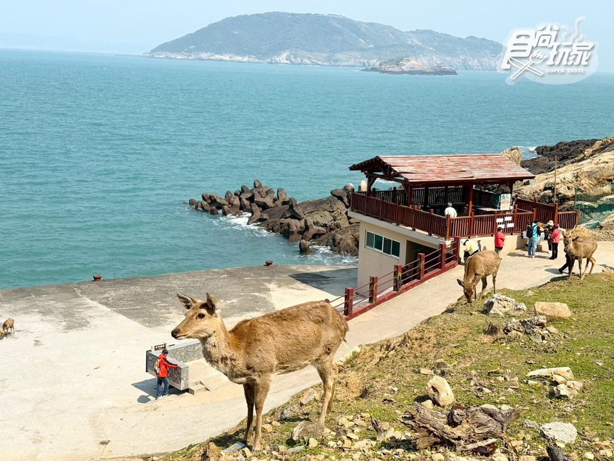 50元零距離餵小鹿!大坵島「台版小奈良」200隻梅花鹿,還能順遊「龍貓隧道」 50元零距離餵小鹿!大坵島「台版小奈良」200隻梅花鹿,還能順遊「龍貓隧道」