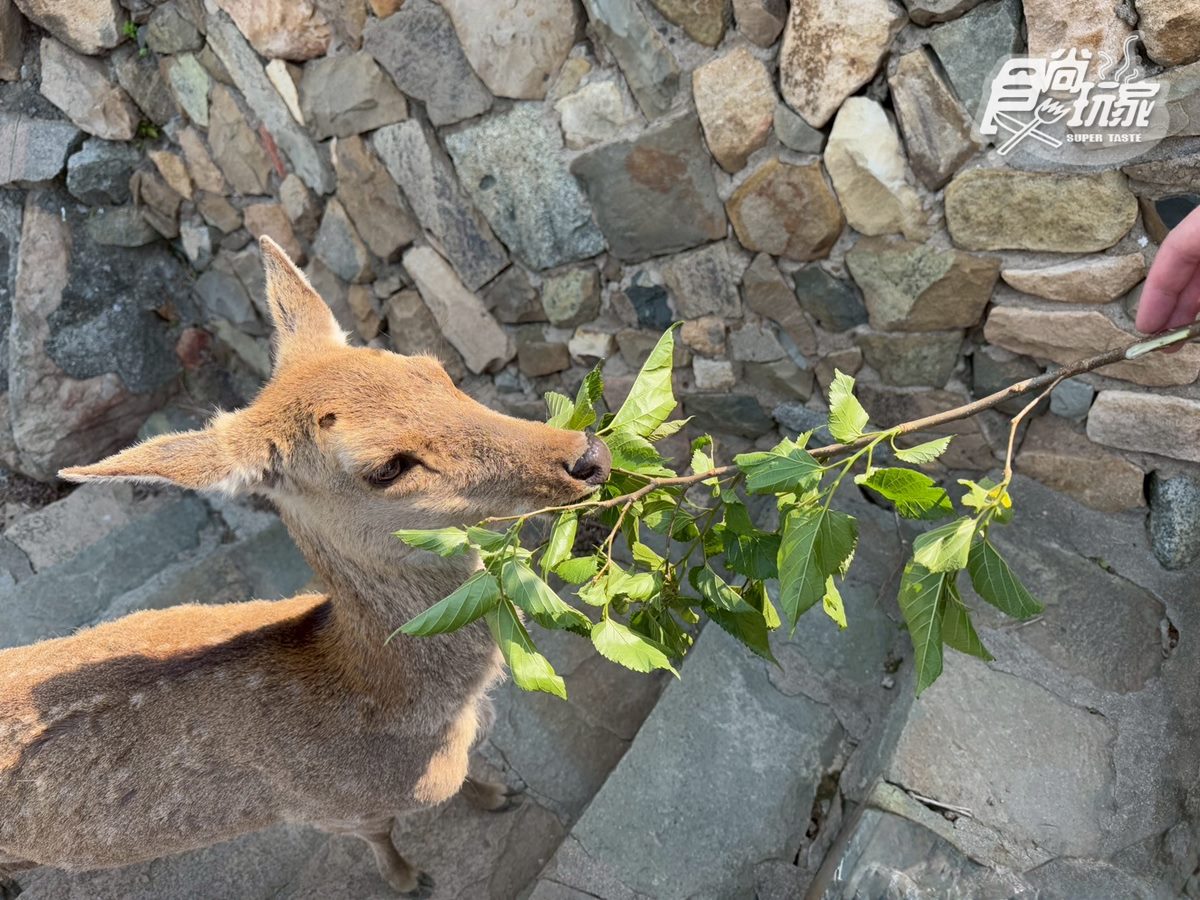 50元零距離餵小鹿!大坵島「台版小奈良」200隻梅花鹿,還能順遊「龍貓隧道」 50元零距離餵小鹿!大坵島「台版小奈良」200隻梅花鹿,還能順遊「龍貓隧道」