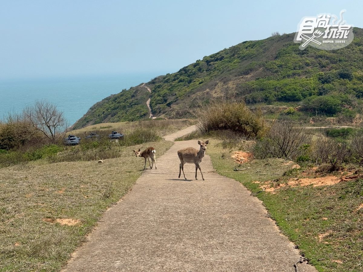 50元零距離餵小鹿!大坵島「台版小奈良」200隻梅花鹿,還能順遊「龍貓隧道」 50元零距離餵小鹿!大坵島「台版小奈良」200隻梅花鹿,還能順遊「龍貓隧道」