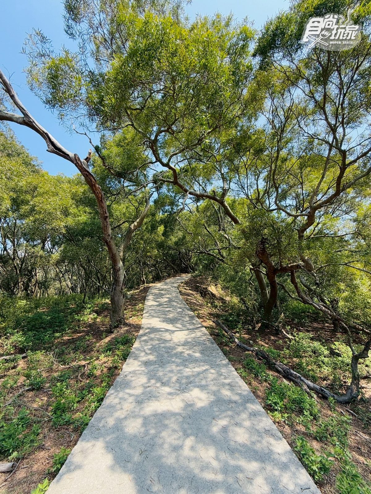 50元零距離餵小鹿!大坵島「台版小奈良」200隻梅花鹿,還能順遊「龍貓隧道」 50元零距離餵小鹿!大坵島「台版小奈良」200隻梅花鹿,還能順遊「龍貓隧道」