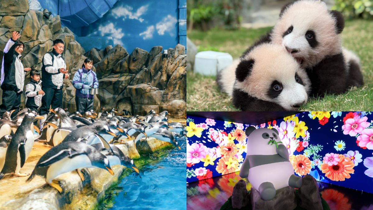 近距離看熊貓寶寶!「香港海洋公園」刺激遊樂設施,還能照顧企鵝、海豹
