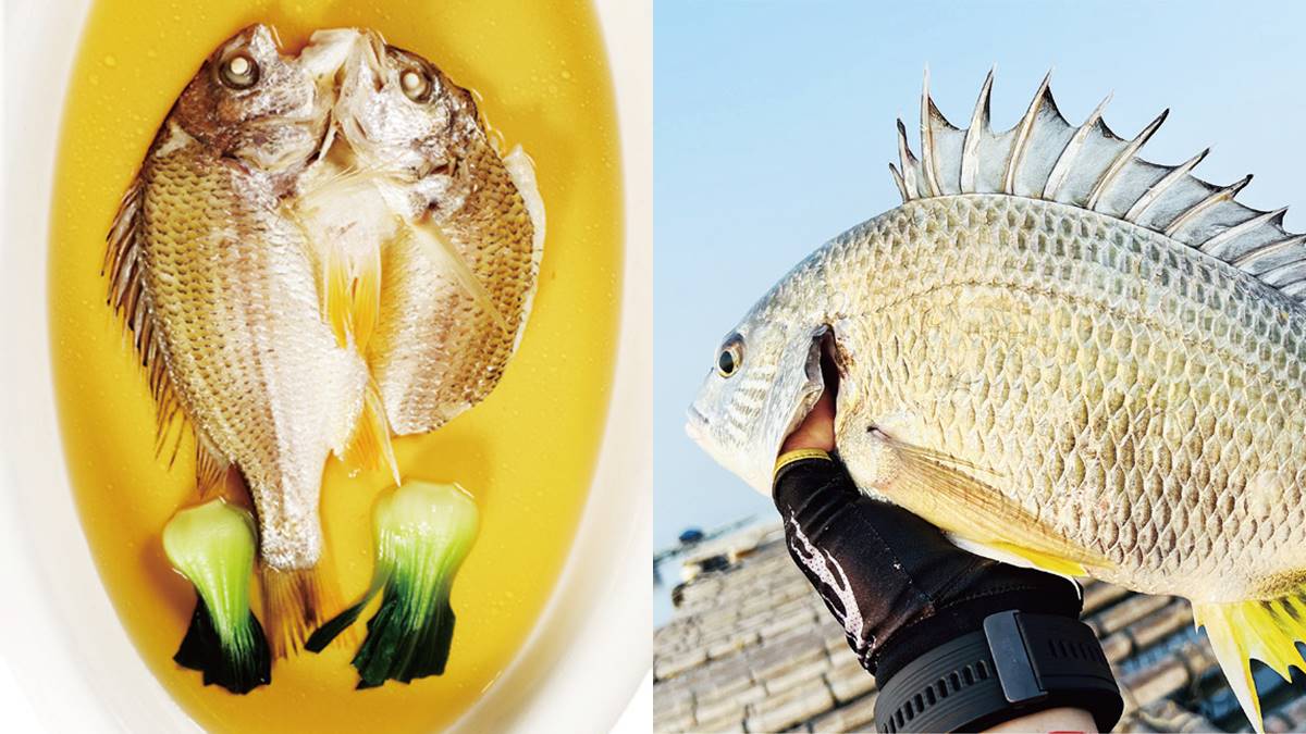 閩南人最愛!號稱「最好吃的變性魚」,野生、養殖價差大當心別上當