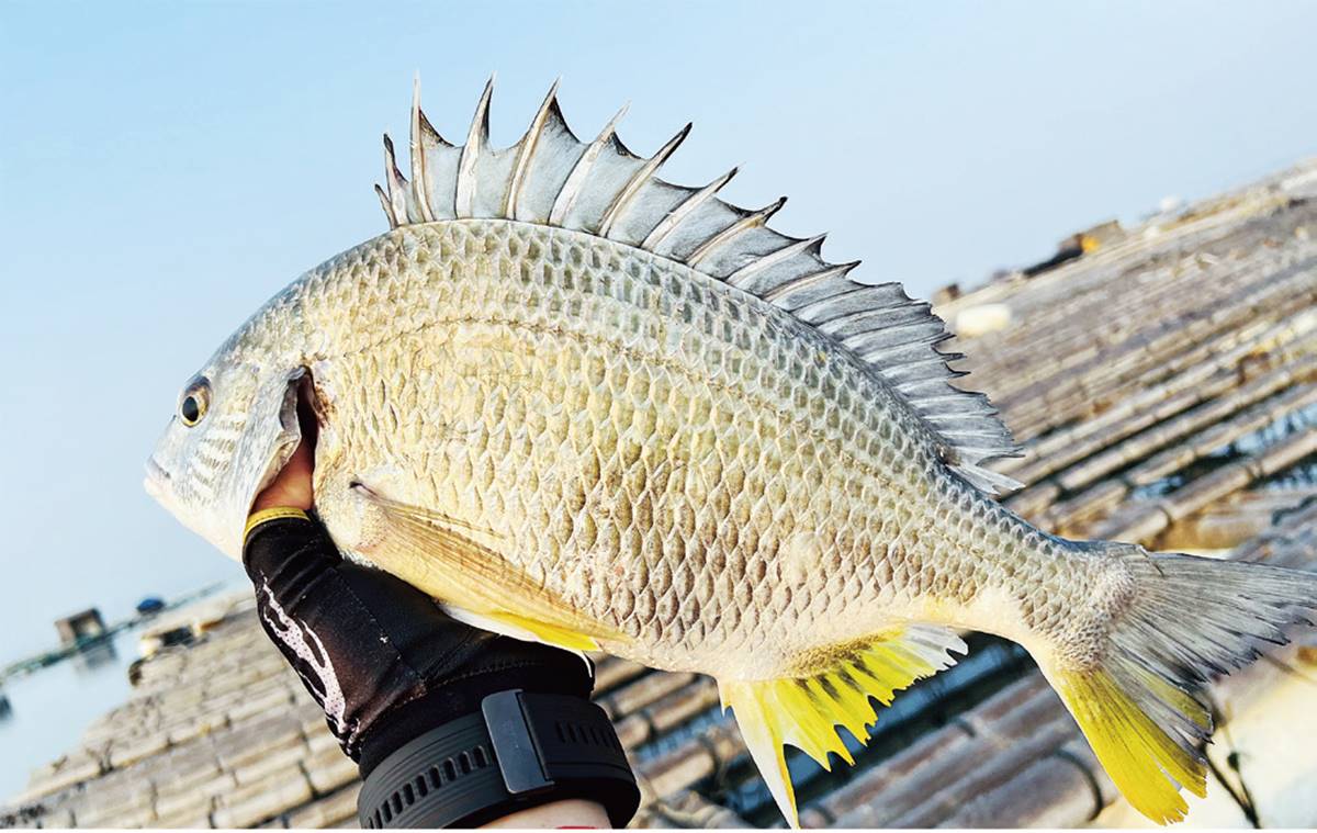 閩南人最愛！號稱「最好吃的變性魚」，野生、養殖價差大當心別上當