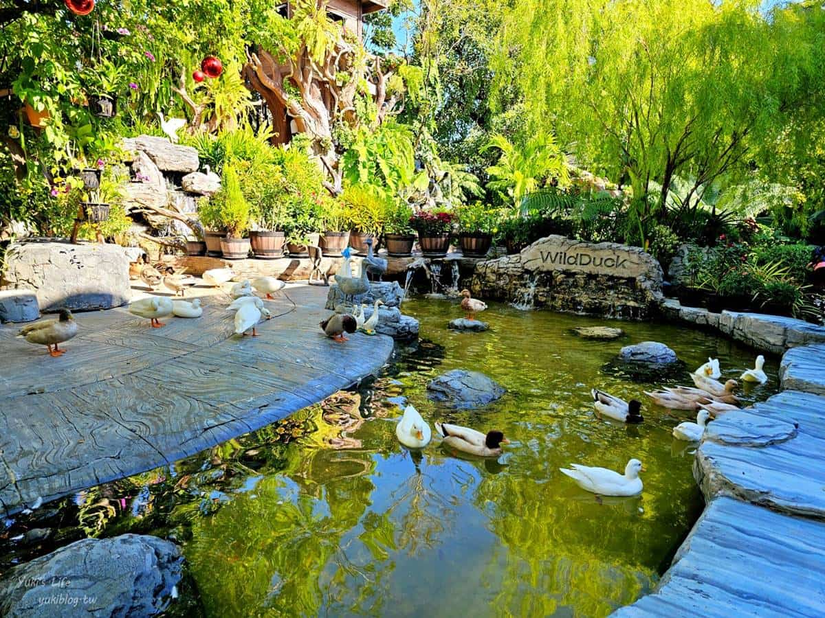 走入綠色仙境!打卡森林系「可達鴨咖啡廳」,能餵小鴨還能拍樹屋美照 走入綠色仙境!打卡森林系「可達鴨咖啡廳」,能餵小鴨還能拍樹屋美照