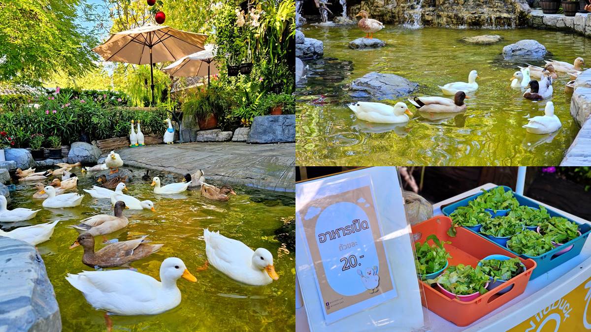 走入綠色仙境!打卡森林系「可達鴨咖啡廳」,能餵小鴨還能拍樹屋美照 走入綠色仙境!打卡森林系「可達鴨咖啡廳」,能餵小鴨還能拍樹屋美照