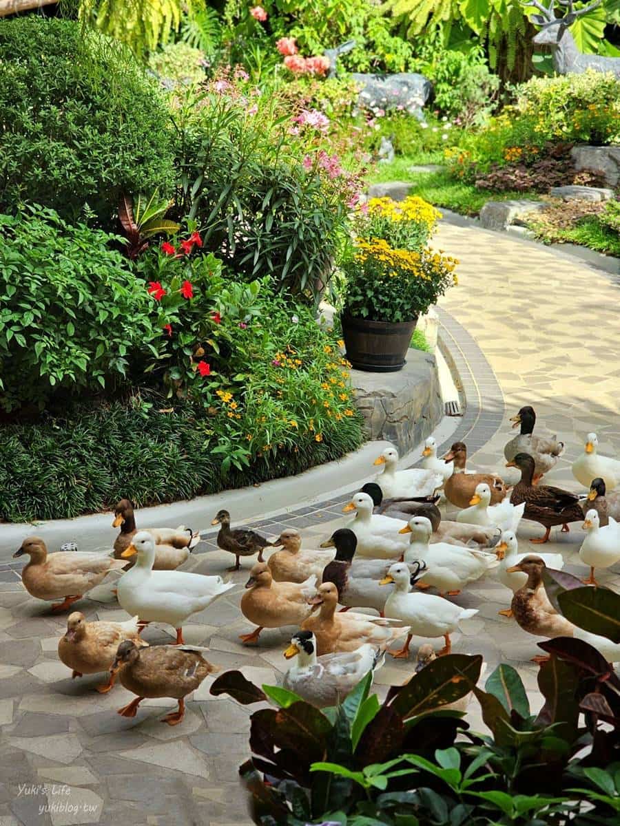 走入綠色仙境!打卡森林系「可達鴨咖啡廳」,能餵小鴨還能拍樹屋美照 走入綠色仙境!打卡森林系「可達鴨咖啡廳」,能餵小鴨還能拍樹屋美照