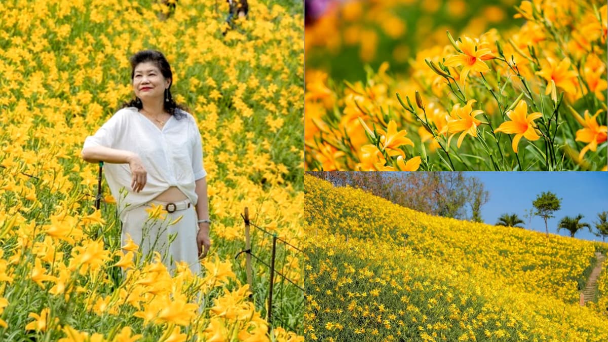 免衝花東！30萬株「金針花海」免費拍，花況歷年最美、全台最早開的金針花