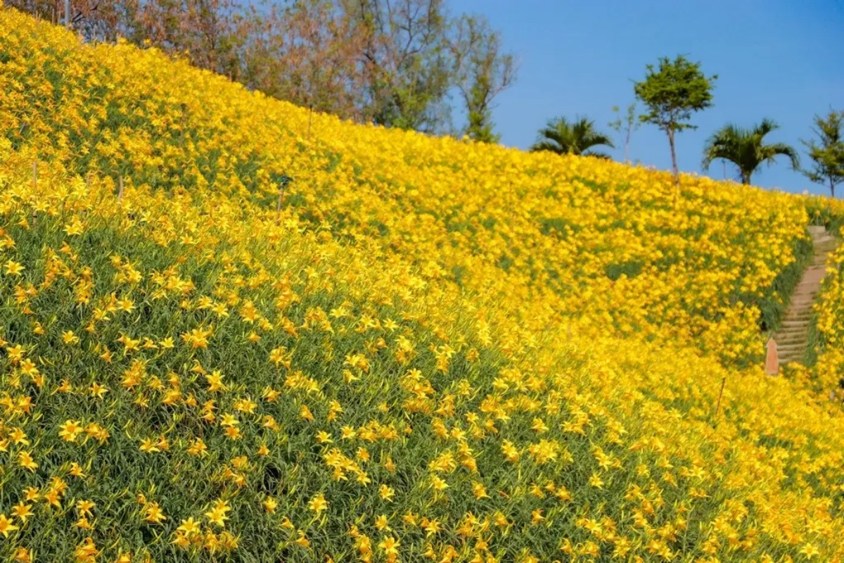 免衝花東!30萬株「金針花海」免費拍,花況歷年最美、全台最早開的金針花 免衝花東!30萬株「金針花海」免費拍,花況歷年最美、全台最早開的金針花