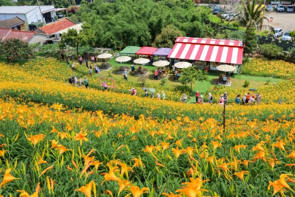 免衝花東!30萬株「金針花海」免費拍,花況歷年最美、全台最早開的金針花 免衝花東!30萬株「金針花海」免費拍,花況歷年最美、全台最早開的金針花