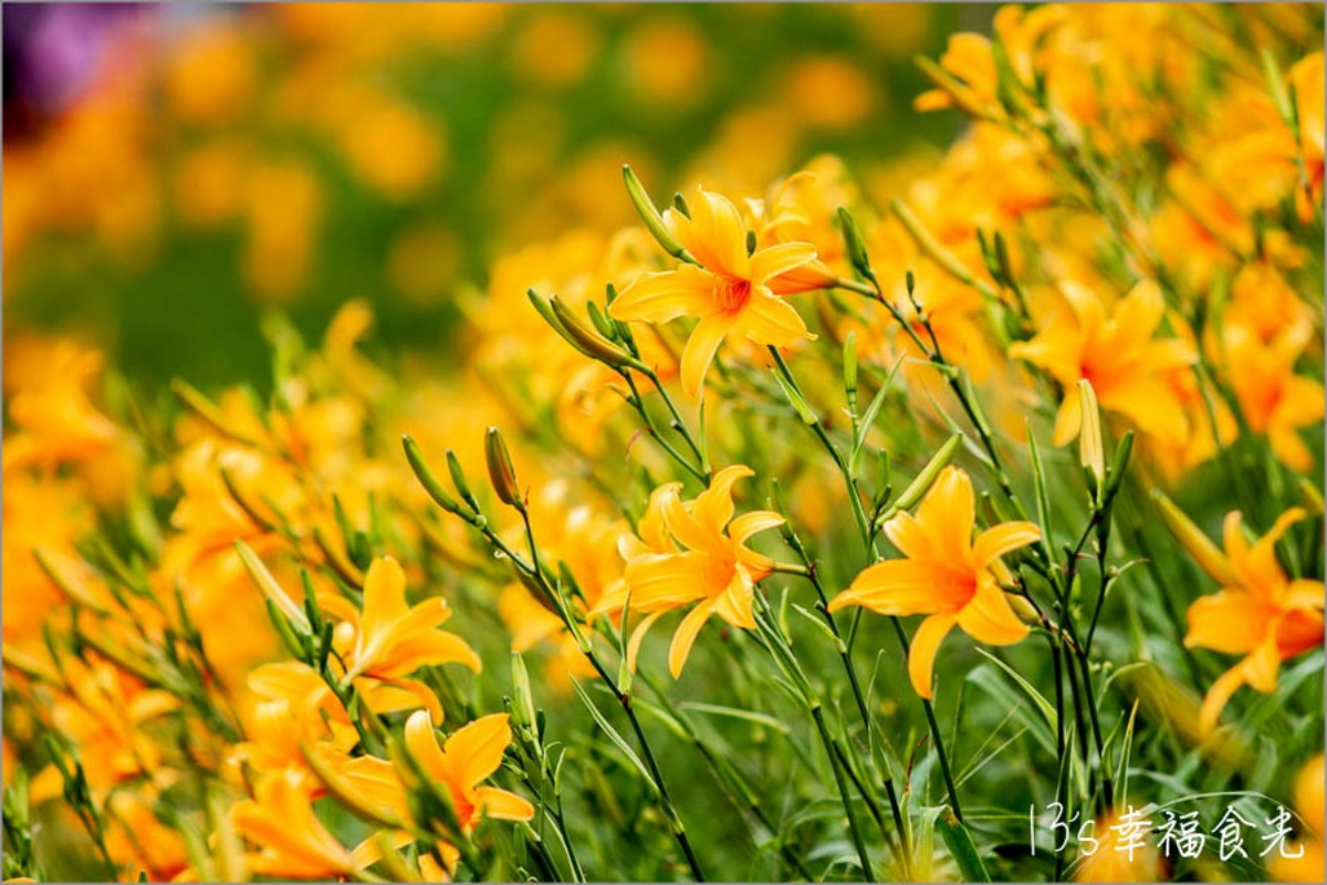 免衝花東!30萬株「金針花海」免費拍,花況歷年最美、全台最早開的金針花 免衝花東!30萬株「金針花海」免費拍,花況歷年最美、全台最早開的金針花