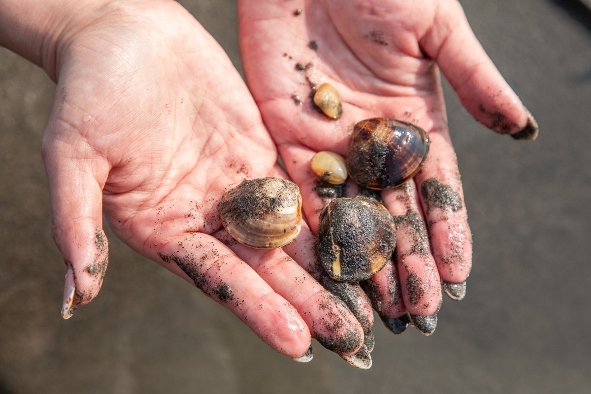 最低100元「不限時玩整天」!體驗挖蛤蜊、烤蚵吃到飽,高CP值一日遊行程 最低100元「不限時玩整天」!體驗挖蛤蜊、烤蚵吃到飽,高CP值一日遊行程
