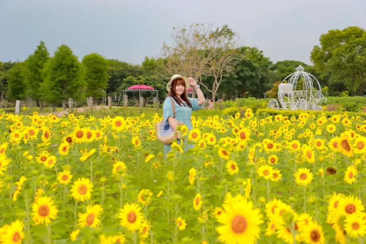 台中初夏最強花海!橘紅金針花、向日葵免費拍,2025最新花況一次看 台中初夏最強花海!橘紅金針花、向日葵免費拍,2025最新花況一次看