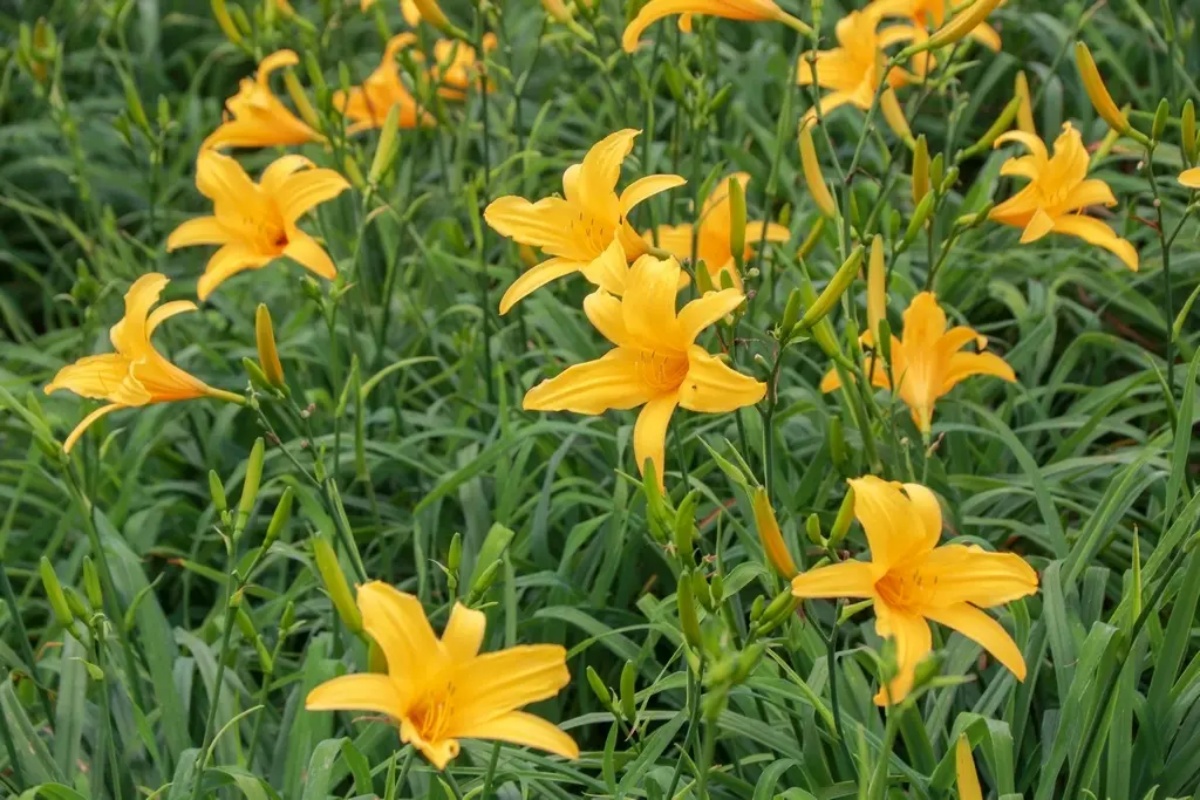 台中初夏最強花海!橘紅金針花、向日葵免費拍,2025最新花況一次看 台中初夏最強花海!橘紅金針花、向日葵免費拍,2025最新花況一次看
