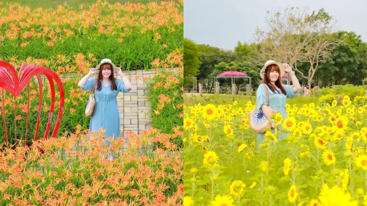 台中初夏最強花海！橘紅金針花、向日葵免費拍，2025最新花況一次看