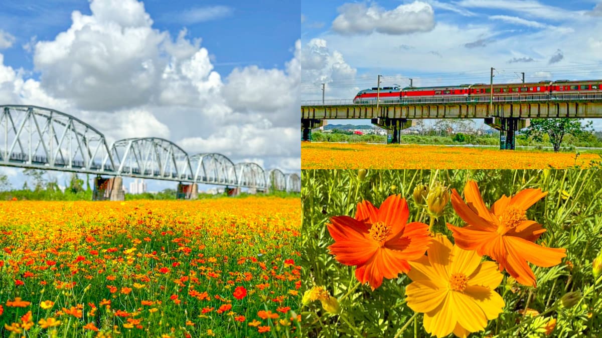 臉書打卡爆紅！高屏舊鐵橋「波斯菊花海」大爆發，３公頃橘紅花毯配火車美翻