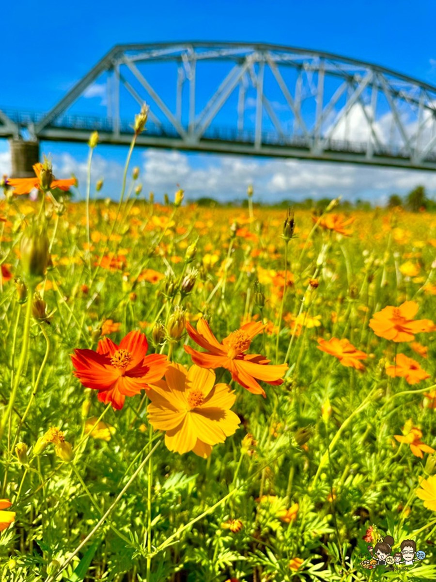 臉書打卡爆紅！高屏舊鐵橋「波斯菊花海」大爆發，３公頃橘紅花毯配火車美翻