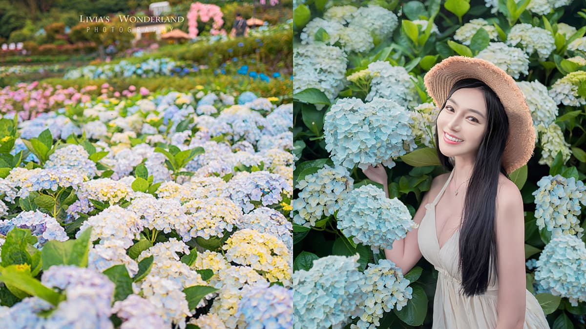 2025竹子湖繡球花季開跑！台北最美繡球花海在這，門票150元可全額抵消費