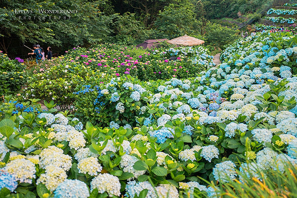 2025竹子湖繡球花季開跑!台北最美繡球花海在這,門票150元可全額抵消費 2025竹子湖繡球花季開跑!台北最美繡球花海在這,門票150元可全額抵消費