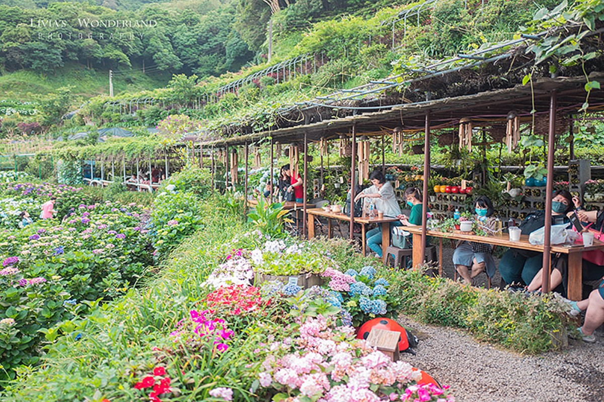 2025竹子湖繡球花季開跑!台北最美繡球花海在這,門票150元可全額抵消費 2025竹子湖繡球花季開跑!台北最美繡球花海在這,門票150元可全額抵消費