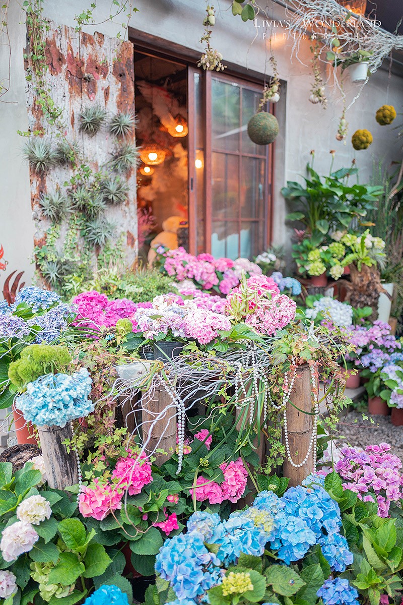 2025竹子湖繡球花季開跑!台北最美繡球花海在這,門票150元可全額抵消費 2025竹子湖繡球花季開跑!台北最美繡球花海在這,門票150元可全額抵消費