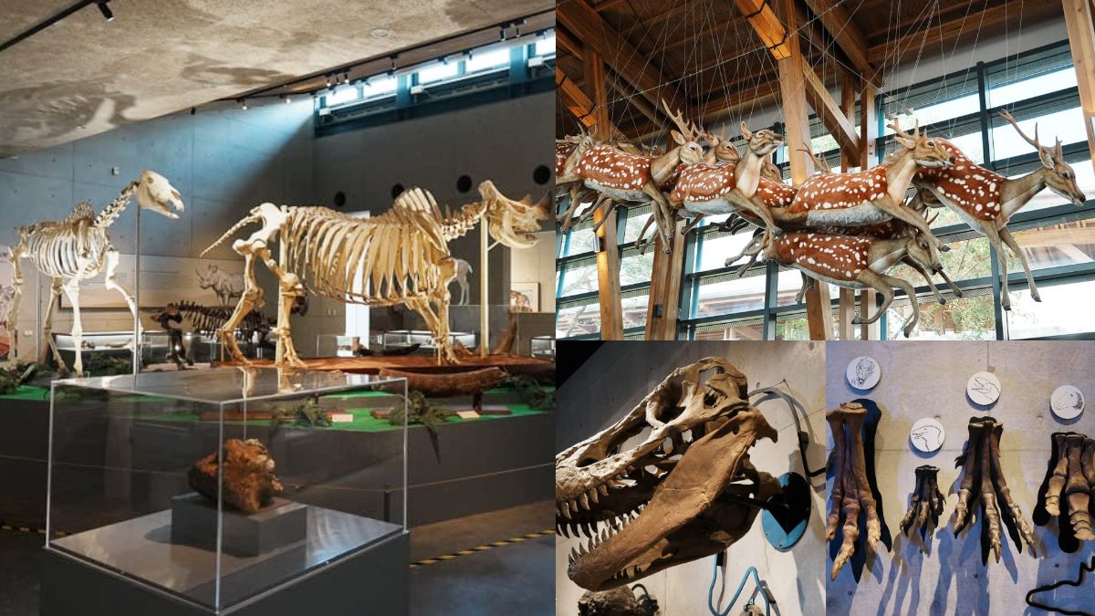 １秒穿越「侏儸紀公園」！台灣唯一「化石主題博物館」，５大展區亮點一次看