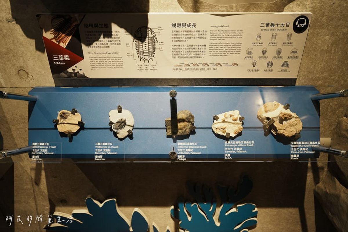 1秒穿越「侏儸紀公園」!台灣唯一「化石主題博物館」,5大展區亮點一次看 1秒穿越「侏儸紀公園」!台灣唯一「化石主題博物館」,5大展區亮點一次看