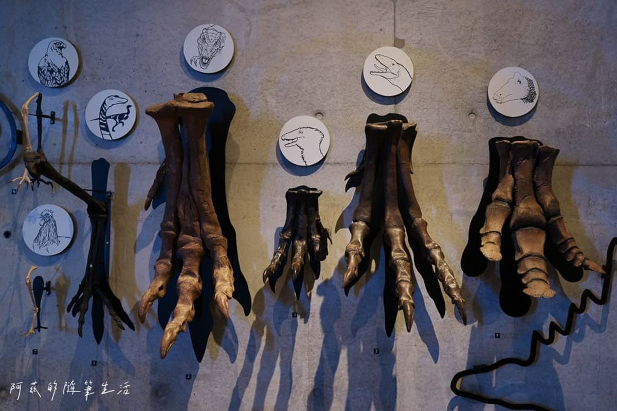 1秒穿越「侏儸紀公園」!台灣唯一「化石主題博物館」,5大展區亮點一次看 1秒穿越「侏儸紀公園」!台灣唯一「化石主題博物館」,5大展區亮點一次看