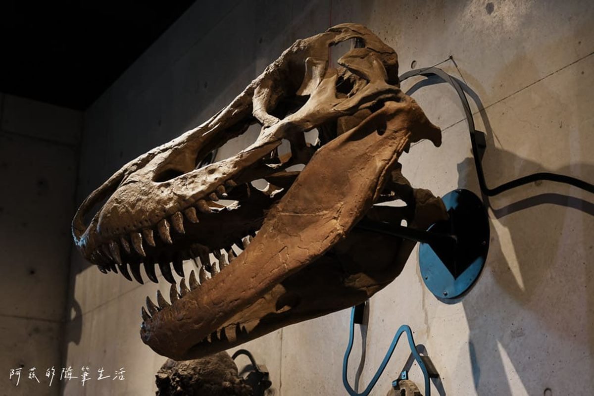 1秒穿越「侏儸紀公園」!台灣唯一「化石主題博物館」,5大展區亮點一次看 1秒穿越「侏儸紀公園」!台灣唯一「化石主題博物館」,5大展區亮點一次看