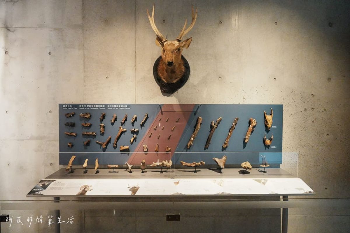1秒穿越「侏儸紀公園」!台灣唯一「化石主題博物館」,5大展區亮點一次看 1秒穿越「侏儸紀公園」!台灣唯一「化石主題博物館」,5大展區亮點一次看