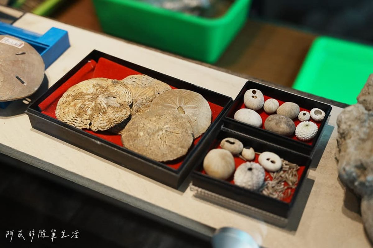 1秒穿越「侏儸紀公園」!台灣唯一「化石主題博物館」,5大展區亮點一次看 1秒穿越「侏儸紀公園」!台灣唯一「化石主題博物館」,5大展區亮點一次看