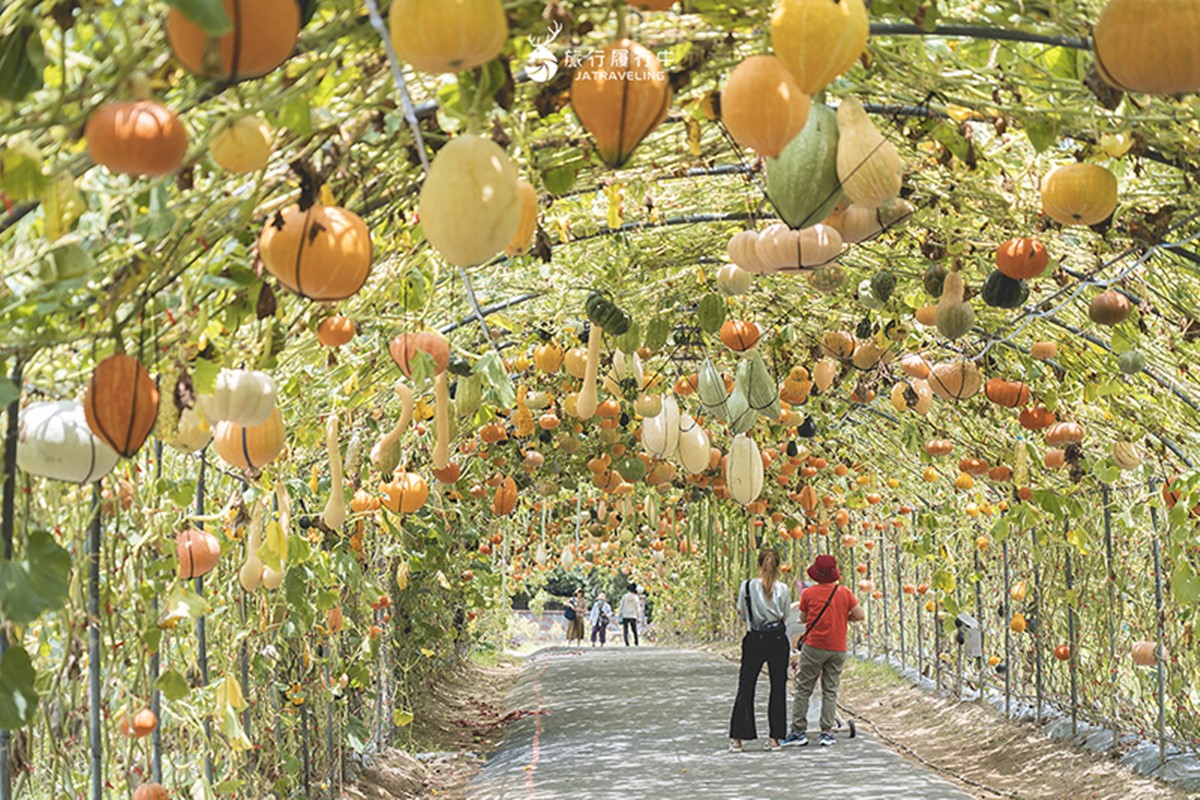 錯過等明年!臉書爆紅免費景點「南瓜隧道」在這,超過100公尺、品種超多 錯過等明年!臉書爆紅免費景點「南瓜隧道」在這,超過100公尺、品種超多