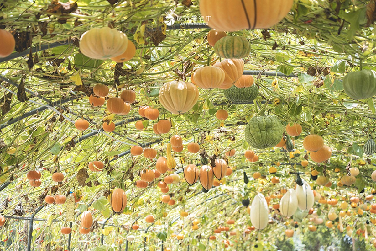 錯過等明年!臉書爆紅免費景點「南瓜隧道」在這,超過100公尺、品種超多 錯過等明年!臉書爆紅免費景點「南瓜隧道」在這,超過100公尺、品種超多