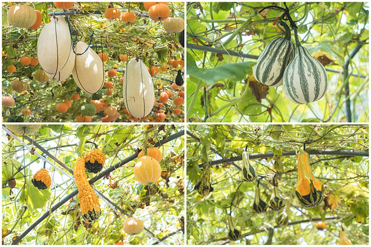 錯過等明年!臉書爆紅免費景點「南瓜隧道」在這,超過100公尺、品種超多 錯過等明年!臉書爆紅免費景點「南瓜隧道」在這,超過100公尺、品種超多