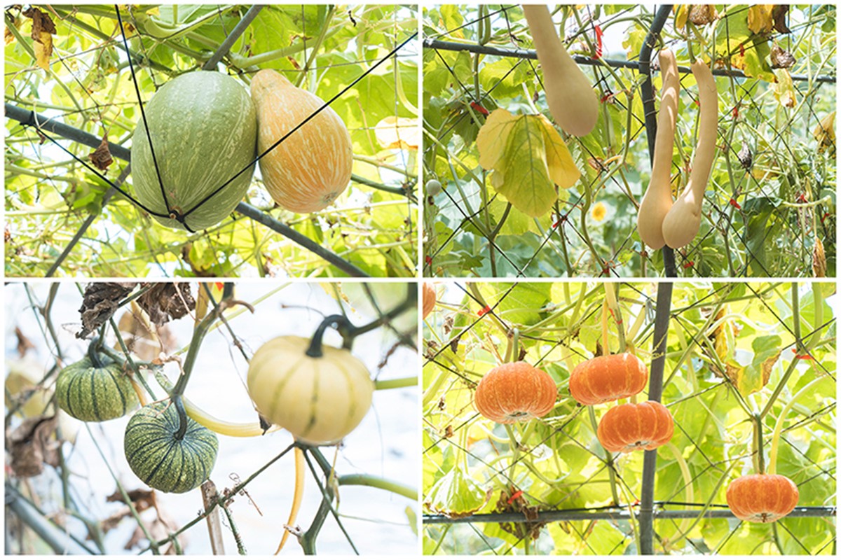 錯過等明年!臉書爆紅免費景點「南瓜隧道」在這,超過100公尺、品種超多 錯過等明年!臉書爆紅免費景點「南瓜隧道」在這,超過100公尺、品種超多