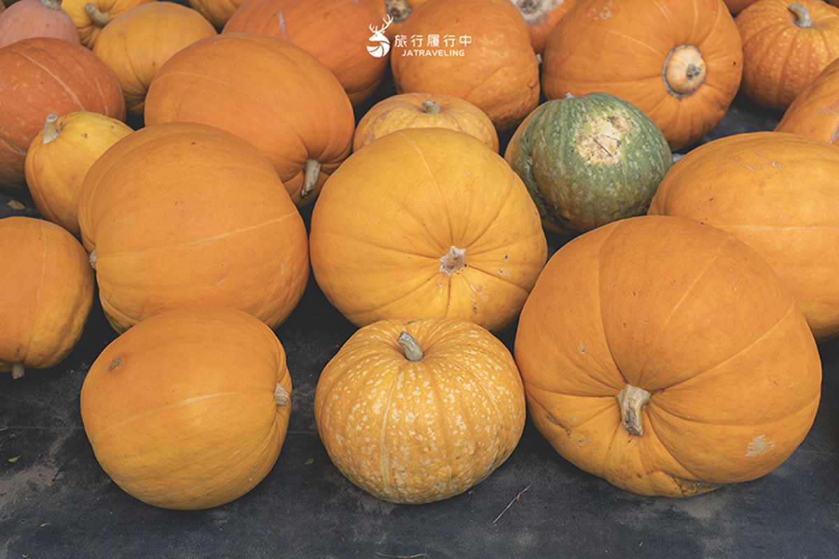 錯過等明年!臉書爆紅免費景點「南瓜隧道」在這,超過100公尺、品種超多 錯過等明年!臉書爆紅免費景點「南瓜隧道」在這,超過100公尺、品種超多