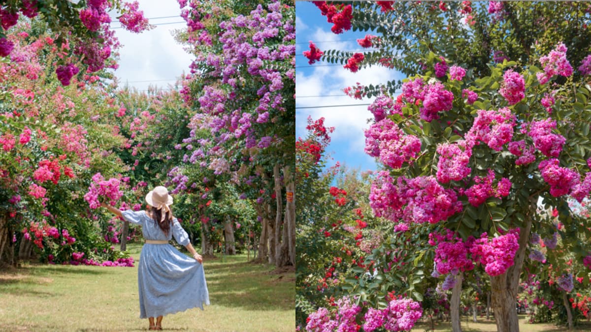 門票100元超好拍！夢幻紫薇花園６月起開放，超過700棵百日紅大爆發